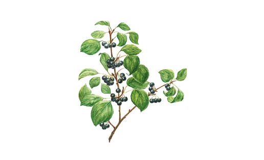 Жёстер слабительный (Rhamnus cathartica)