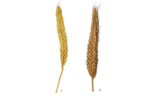 Тритикале (Triticale). Сорттары: 1 — Башкирская 1; 2 — Башкирская короткостебельная