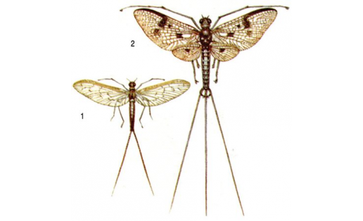 Подёнки: 1 — подёнка двукрылая (Cloёоn dipterum);  2 — подёнка обыкновенная (Ephemera vulgata)