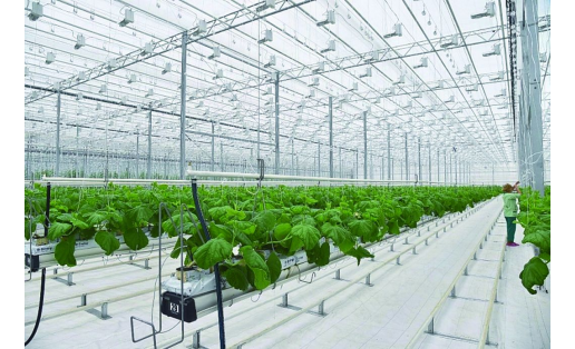Тепличный комплекс “Буздякский” в с.Буздяк The Buzdyaksky greenhouse complex in Selo Buzdyak