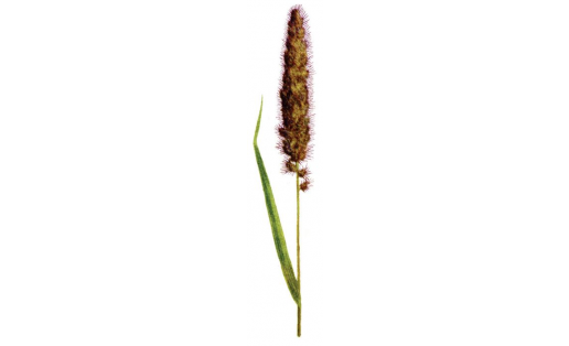 Могар (Setaria italica)