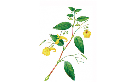 Ябай ҡына (Impatiens noli‑tangere)
