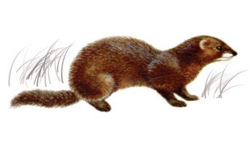 Норка европейская (Mustela lutreola)