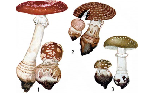 Мухоморы: 1 — мухомор красный (Amanita muscaria); 2 — мухомор розовый (Amanita rubescens); 3 — мухомор пантерный (Amanita pantherina)