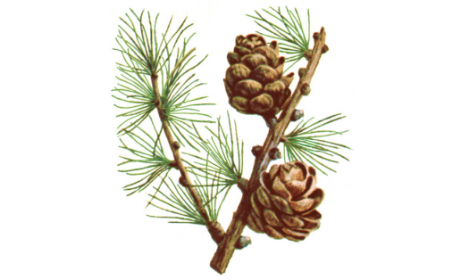 Сукачёв ҡарағасы (Larix sukaczewii)