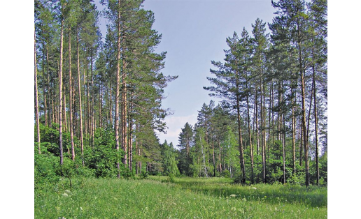 Ботанический заказник “Усень-Ивановский” The Usen-Ivanovsky botanical wildlife reserve