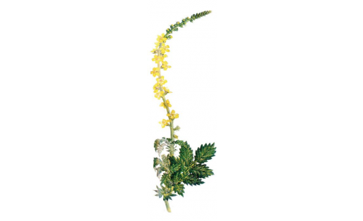 Ябай йәбешкәк (Agrimonia eupatoria)