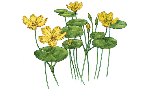 Ҡалҡанъяпраҡ һаҙсәскә (Nymphoides peltata)
