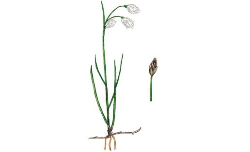 Пушица стройная (Eriophorum gracile)