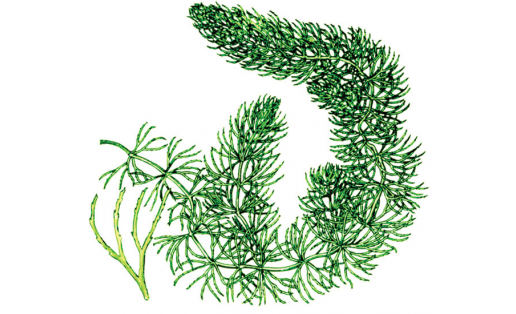 Роголистник погружённый (Ceratophyllum demersum)