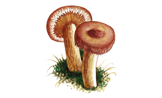 Волнушка розовая (Lactarius torminosus)
