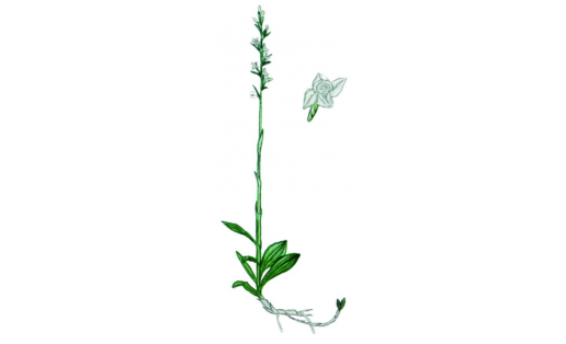 Һырылыусан гудайера (Goodyera repens)