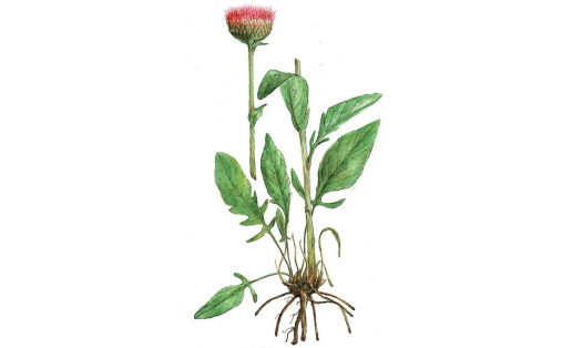 Һыйыртел дөйәбаш (Stemmacantha serratuloides)