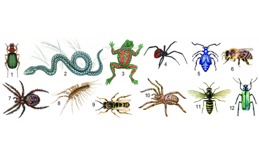 Ядовитые животные: 1 — бомбардир трескучий (Brachinus crepitans); 2 — гадюка обыкновенная (Vipera berus); 3 — жерлянка краснобрюхая (Bombina bombina); 4 — каракурт (Latrodectus tredecimguttatus); 5 — майка фиолетовая (Meloe violaceus); 6 — медоносная пчела (Apis mellifera); 7 — обыкновенный крестовик (Araneus diadematus); 8 — обыкновенная мухоловка, или домашняя многоножка (Scutigera coleoptrata); 9 — оса обыкновенная (Vespula vulgaris); 10 — тарантул южнорусский (Lycosa singoriensis); 11 — шпанская мушка (Lytta vesicatoria); 12 — шершень обыкновенный, или европейский (Vespa crabro) Poisonous animals: 1 – bombardier beetle (Brachinus crepitans); 2 – common viper (Vipera berus); 3 – European fire-bellied toad (Bombina bombina); 4 – Mediterranean black widow (Latrodectus tredecimguttatus); 5 – the violet oil beetle (Meloe violaceus); 6 – honeybee (Apis mellifera); 7 – European garden spider (Araneus diadematus); 8 – house centipede (Scutigera coleoptrata); 9 – common wasp (Vespula vulgaris); 10 – Chinese wolf spider (Lycosa singoriensis); 11 – Spanish fly (Lytta vesicatoria); 12 – European hornet (Vespa crabro)