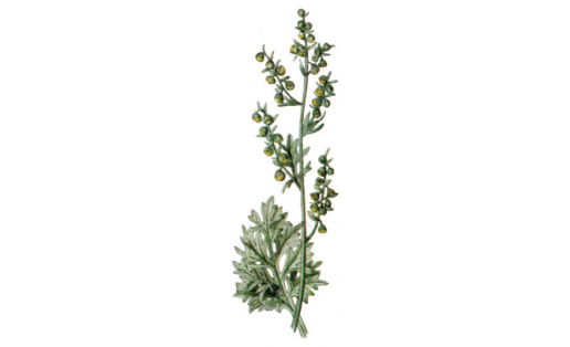 Полынь горькая (Artemisia absinthium)