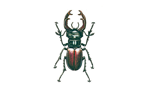 Жук-олень (Lucanus cervus)