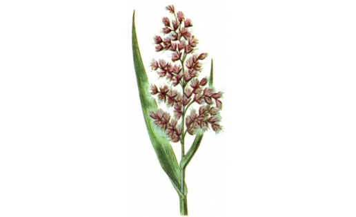 Тростник обыкновенный (Phragmites australis)
