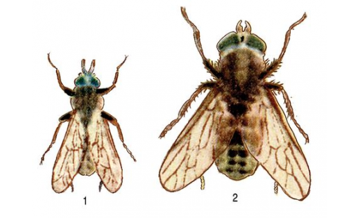 Слепни: 1 — дождёвка обыкновенная (Haematopota pluvialis); 2 — слепень Лундбека (Hybomitra lundbecki)