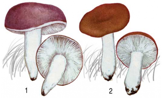 Сыроежки: 1 — сыроежка пищевая (Russula vesca); 2 — сыроежка едкая (Russula emetica)
