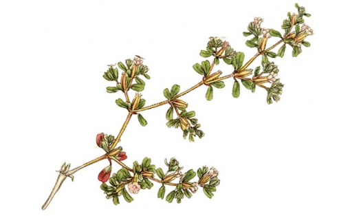Буҙырлы франкения (Frankenia pulverulenta)