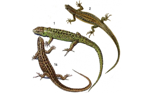 Кеҫәрткеләр: 1 — сос кеҫәртке (Lacerta agilis), ата кеҫәртке, 1а — шул уҡ, инә кеҫәртке; 2 — бала тыуҙырыусы кеҫәртке (Lacerta vivipara)