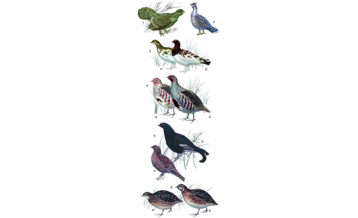 Курообразные: 1 — глухарь (Tetrao urogallis); 2 — рябчик (Tetrastes bonasia); 3 — куропатка белая (Lagopus lagopus): а — самка, б — самец; 4 — куропатка серая (Perdix perdix): а — самка, б — самец; 5 — тетерев (Lyrurus tetrix): а — самка, б — самец; 6 — перепел (Coturnix coturnix): а — самка, б — самец Galliformes: 1 — wood grouse (Tetrao urogallis); 2 — hazel grouse (Tetrastes bonasia): a — female, b — male; 3 — white partridge (Lagopus lagopus): a — female, b — male; 4 — gray partridge (Perdix perdix): a — female, b — male; 5 — black grouse (Lyrurus tetrix): a — female, b — male; 6 — quail (Coturnix coturnix): a — female, b — male