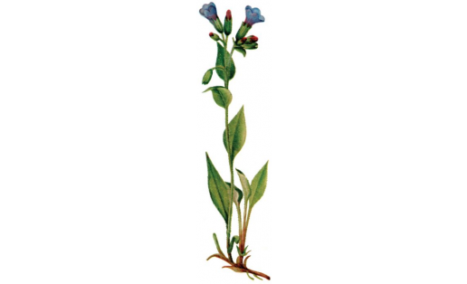 Медуница неясная (Pulmonaria obscura)