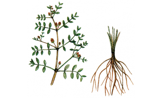 Ҡауырһын йәнәш япраҡ (Zygophyllum pinnatum)
