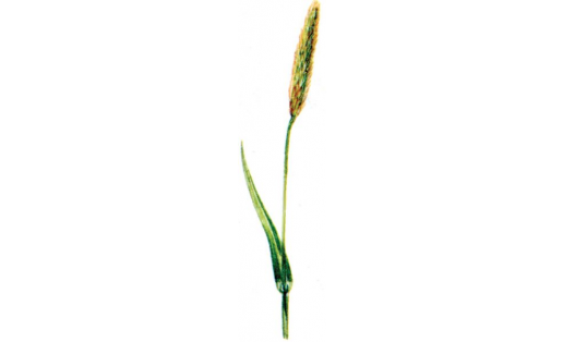 Болон төлкөғойроғо (Alopecurus pratensis)