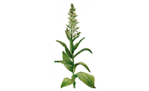 Чемерица белая  (Veratrum lobelianum)