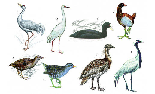 Журавлеобразные: 1 — журавль серый (Grus grus); 2 — стерх (Grus leucogeranus); 3 — лысуха (Fulica atra); 4 — камышница (Gallinula chloropus); 5 — коростель (Crex crex); 6 — обыкновен‑ ный погоныш (Porzana porzana); 7 — дрофа (Otis tarda); 8 — красавка (Anthropoides vigro) Gruiformes: 1 — gray crane (Grus grus); 2 — Siberian crane (Grus leucogeranus); 3 — coot (Fulica atra); 4 — moorhen (Gallinula chloropus); 5 — corncrake (Crex crex); 6 — common crake (Porzana porzana); 7 — bustard (Otis tarda); 8 — demoiselle crane (Anthropoides vigro)