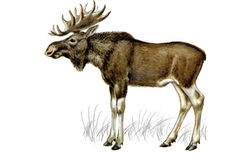 Мышы (Alces alces)