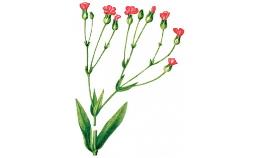 Тысячеголов пирамидальный (Vaccaria hispanica)