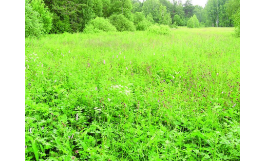 Лесные луга Forest meadows