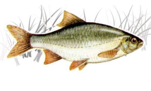 Сабаҡ (Rutilus rutilus)