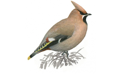 Свиристель (Bombycilla garrulus)