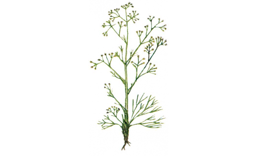 Төклөтриния (Trinia hispida)
