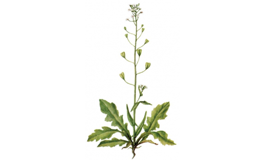 Ябай көтөүсе муҡсаһы (Capsella bursa pastoris)