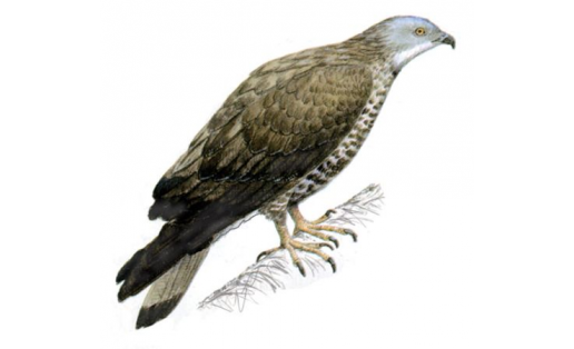 Һағыҙаҡ ыласыны (Pernis apivorus)