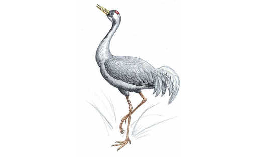 Журавль серый (Grus grus)