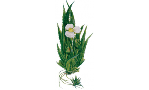 Ябай бысҡы үлән (Stratiotes aloides)