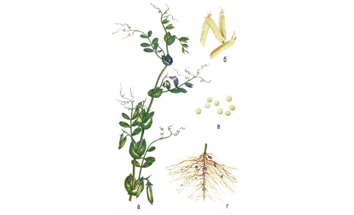 Сәсеү борсағы (Pisum sativum): а — сәскә атыусы үрендеһе; б — ҡуҙағы; в — орлоғо; г — тамыры