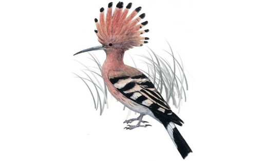 Һөҙһөт (Upupa epops)