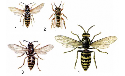 Һағыҙаҡтар: 1 — урман һағыҙағы (Dolichovespula silvestris); 2 — ябай һағыҙаҡ (Vespula vulgaris); 3 — уртаса һағыҙаҡ (Dolichovespula media); 4 — ябай һары һағыҙаҡ (Vespa crabro)
