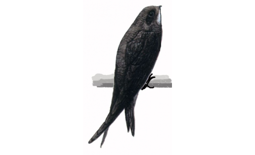 Яр ҡарлуғасы (Apus apus)