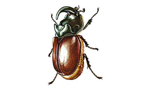 Жук-носорог обыкновенный (Oryctes nasicornis)