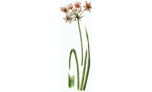 Сатырлы һыусәсәк (Butomus umbellatus)