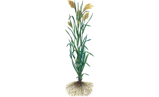 Ябай тары (Panicum miliaceum)