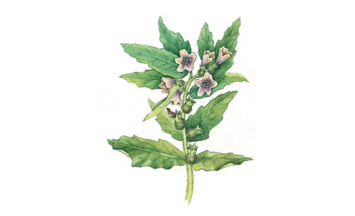 Белена чёрная (Hyoscyamus niger)