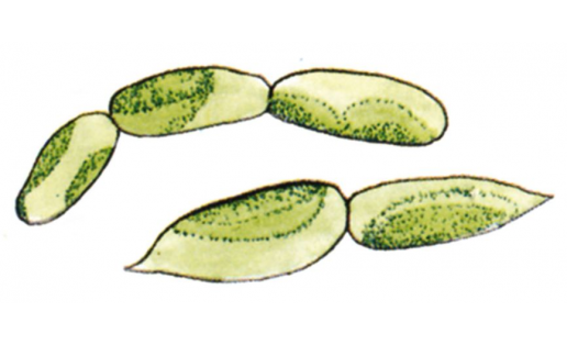 Мәңге йәшел колиелла (Koliella sempervirens)